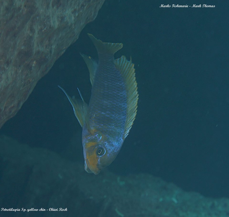 Petrotilapia palingnathos 'Chiwi Rocks'